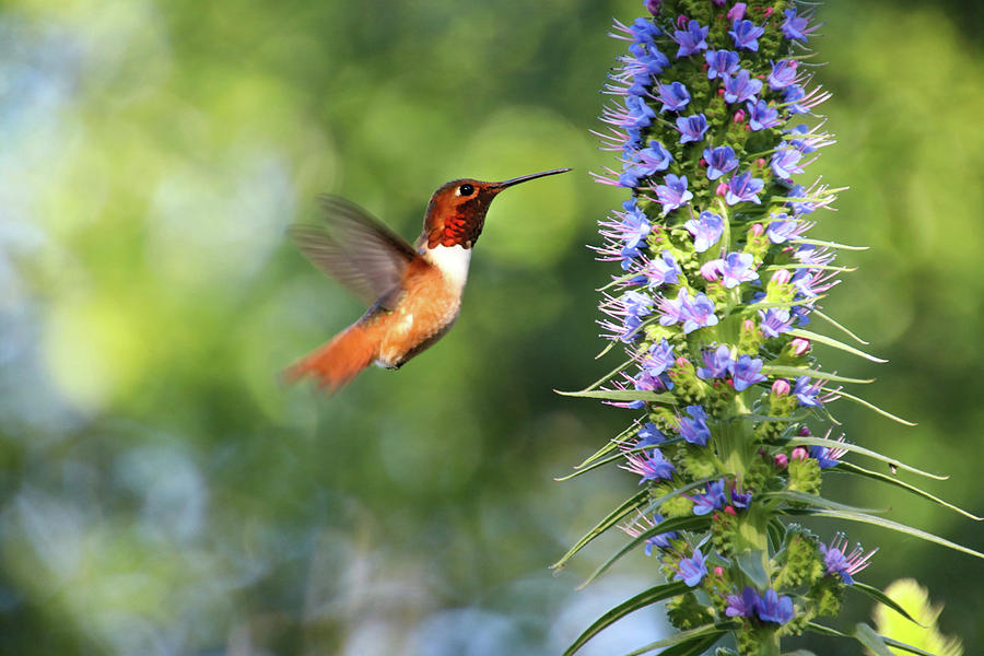Hummingbird Photograph - Happy Hummingbird by Diana Haronis