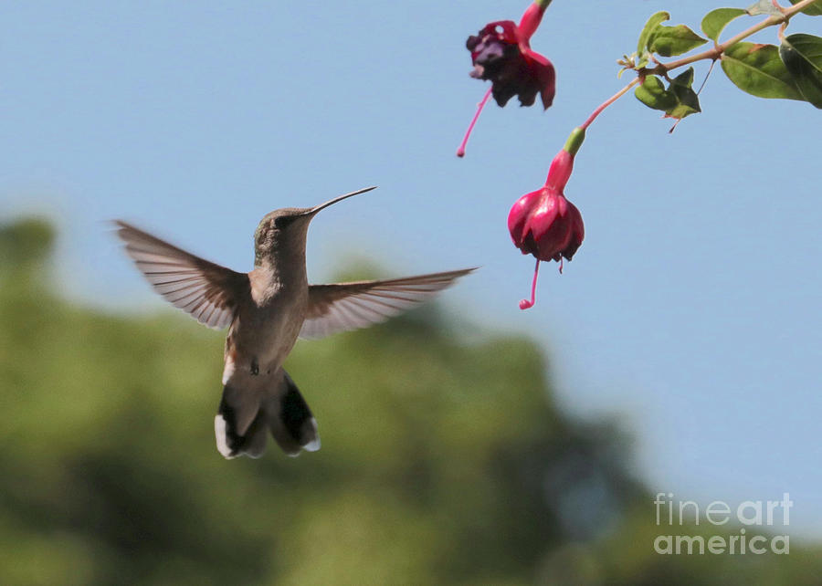 Happy Hummingbird With Fuchsia Photograph