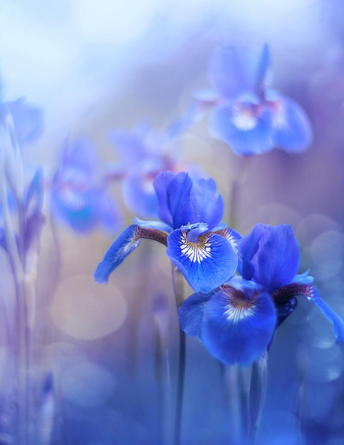 Iris Photograph - Happy in Blue by Magda Bognar
