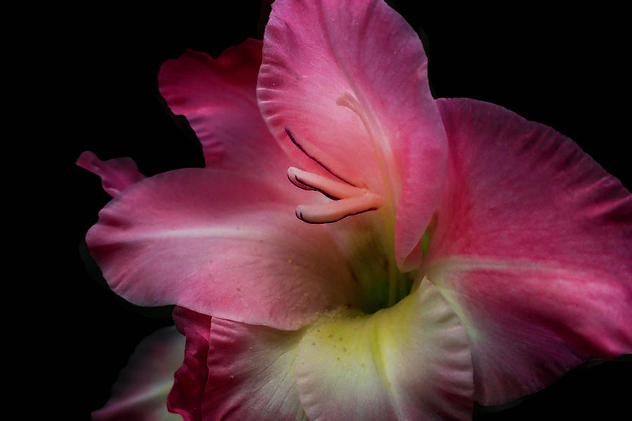 Happy in Pink Photograph by Debra and Dave Vanderlaan