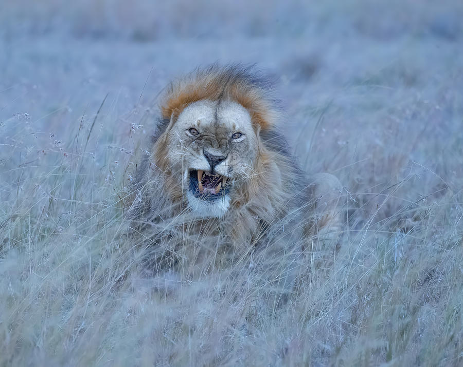 Happy Lion Photograph by Judy Tseng