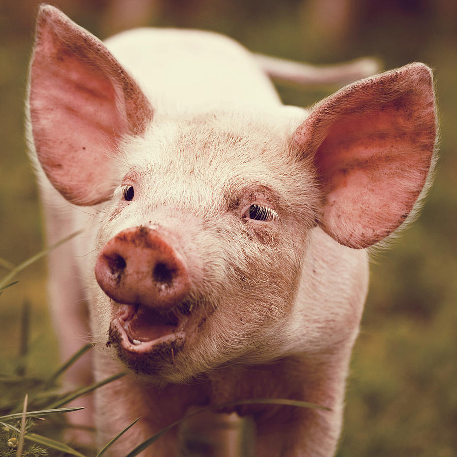 Happy Little Piglet Photograph by Liesel Conrad