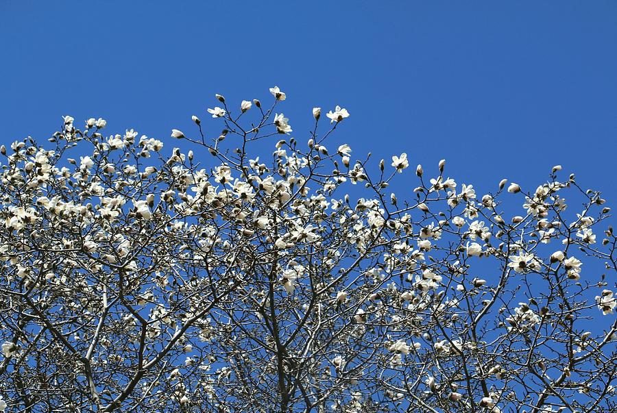 Happy Magnolia Tree Photograph by The Art Of Marilyn Ridoutt-Greene