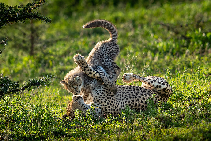 Cheetah Photograph - Happy Moment by Hung Tsui
