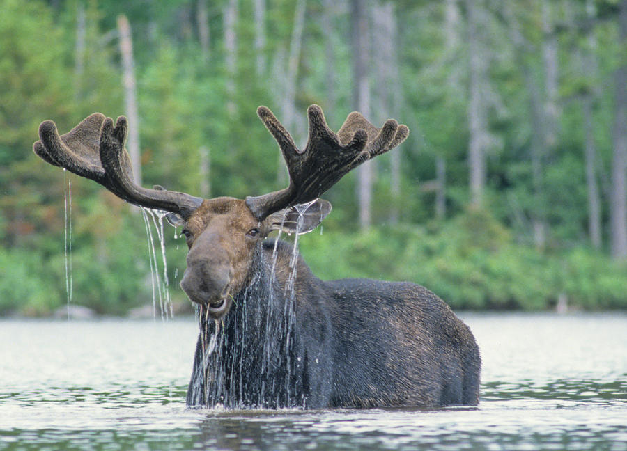 Happy Moose Photograph by Puleo