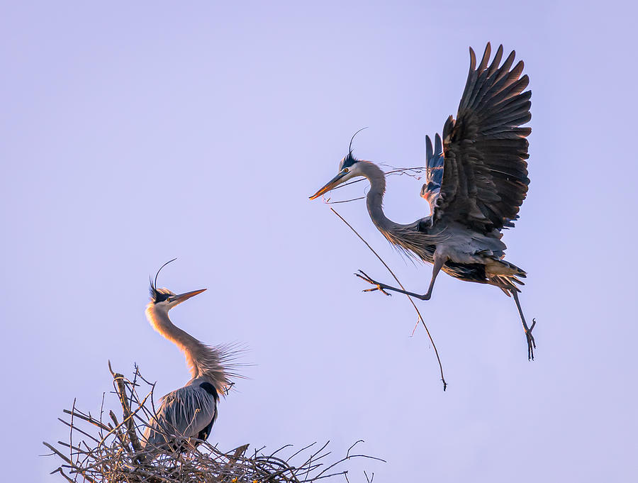 Heron Photograph - Happy Mothers Day by John J. Chen
