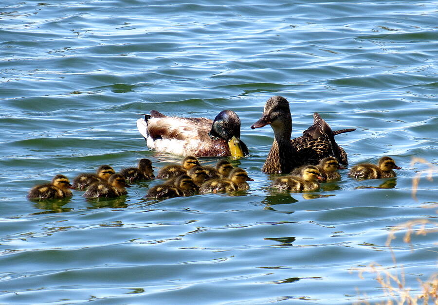 Drake Photograph - Happy Mothers Day Mallard Family by Adrienne Wilson