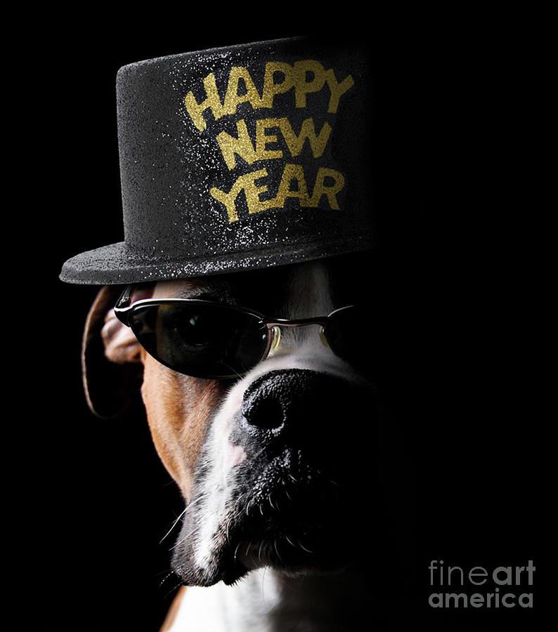 Happy New Year Dog Photograph by Jt PhotoDesign Pixels