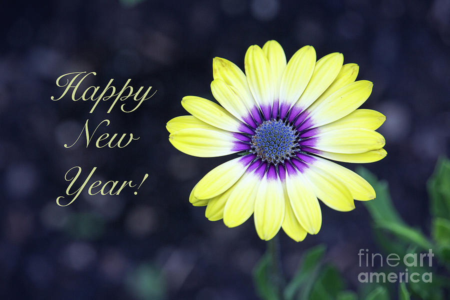 Happy New Year Floral Photograph by Sharon McConnell