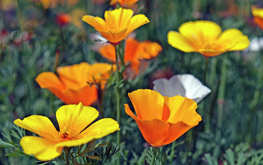 Happy Orange Photograph by Denise LeBleu - Fine Art America