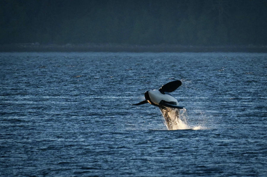 happy napper orca