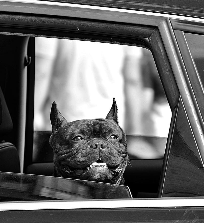 Animal Photograph - Happy Passenger by Ray Clark