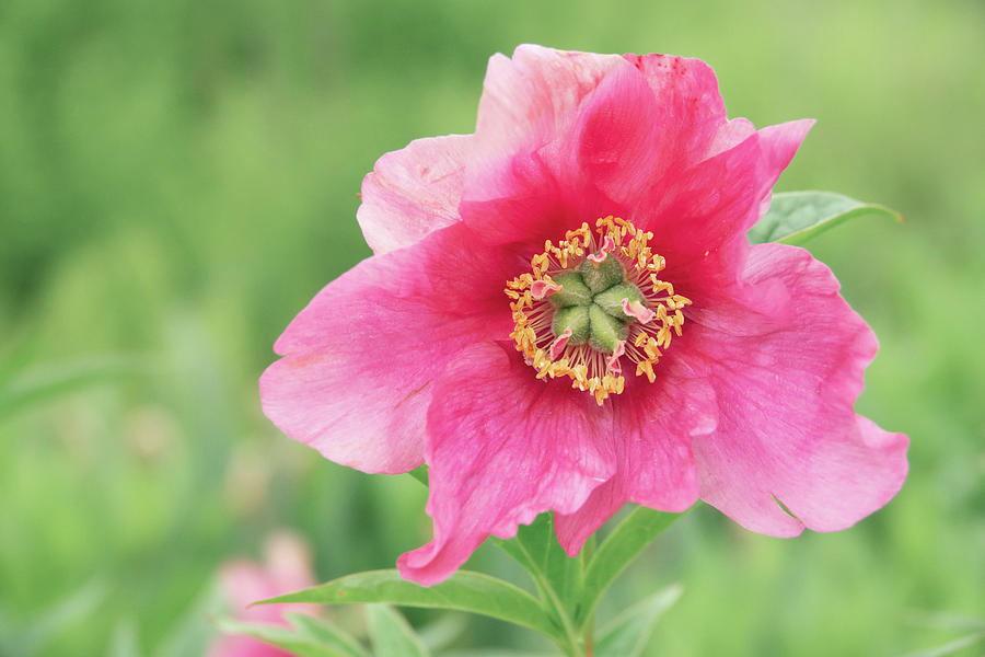 Happy Peony by Caroline Jensen Happy Peony by Caroline Jensen