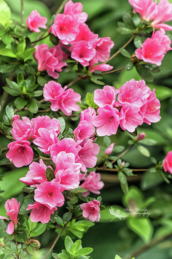 Happy Pink Azalea Flowers Photograph by Denise Winship - Pixels