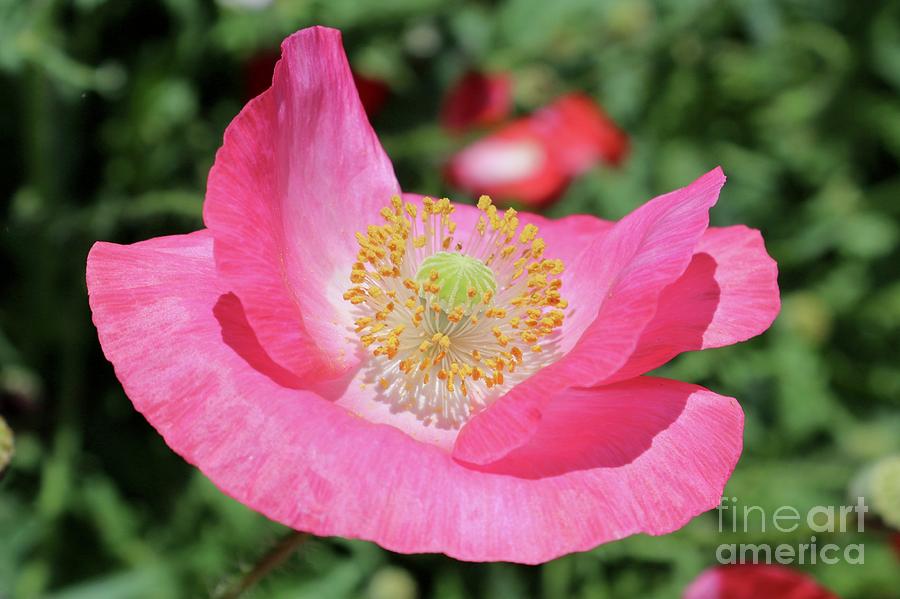 Poppy Photograph - Happy Pink Poppy by Carol Groenen