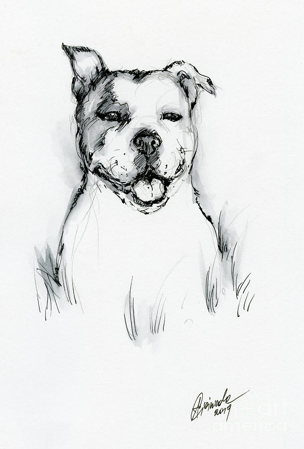Happy pit bull by Angel Ciesniarska Happy pit bull by Angel Ciesniarska