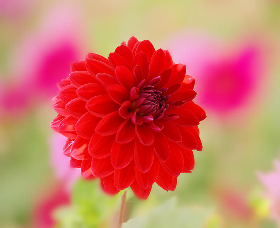 Happy Red Dahlia Photograph by Joan Han