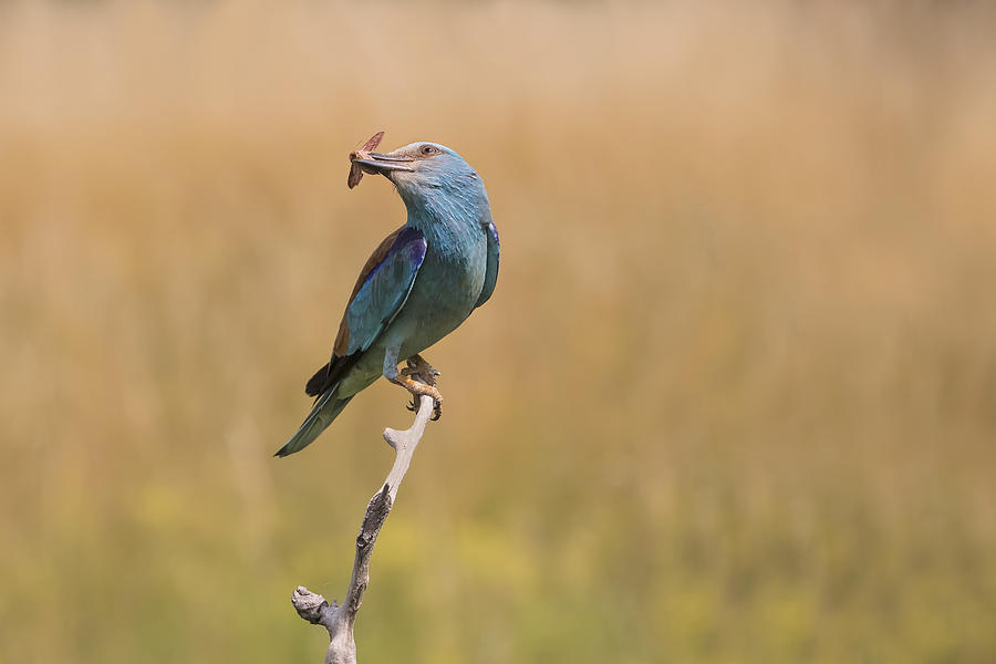Grasshopper Photograph - Happy Roller by Phillip Chang