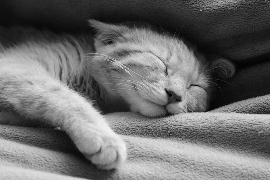 Happy Sleeping Kitten Photograph By Heather Ellis - Fine Art America