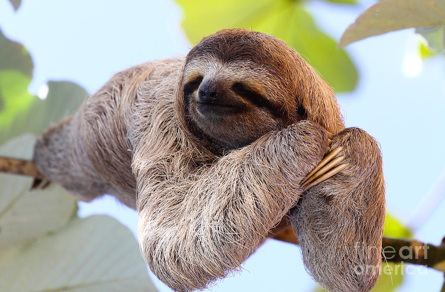 Happy Sloth Hanging On The Tree Photograph by Janossy Gergely | Fine ...