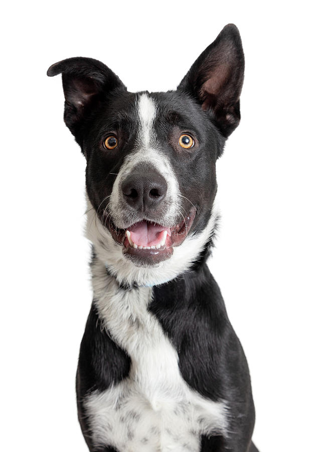 Happy Smiling Border Collie Crossbreed Dog Closeup Photograph by Susan ...