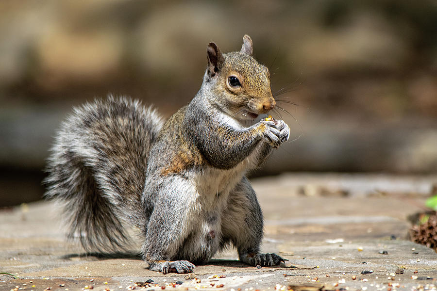 Happy Squirrel Photograph by Mary Ann Artz