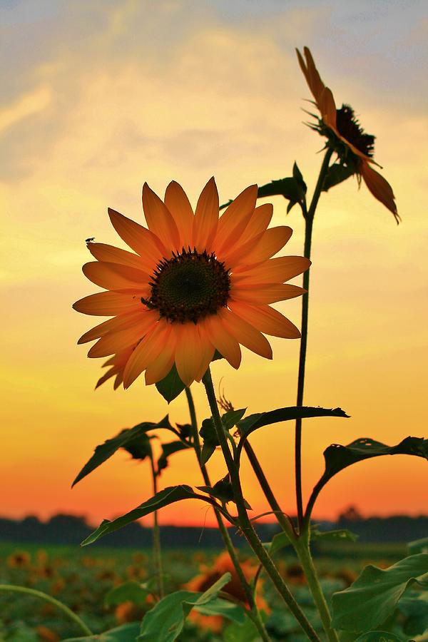 Happy Sunflower Photograph by Catie Canetti