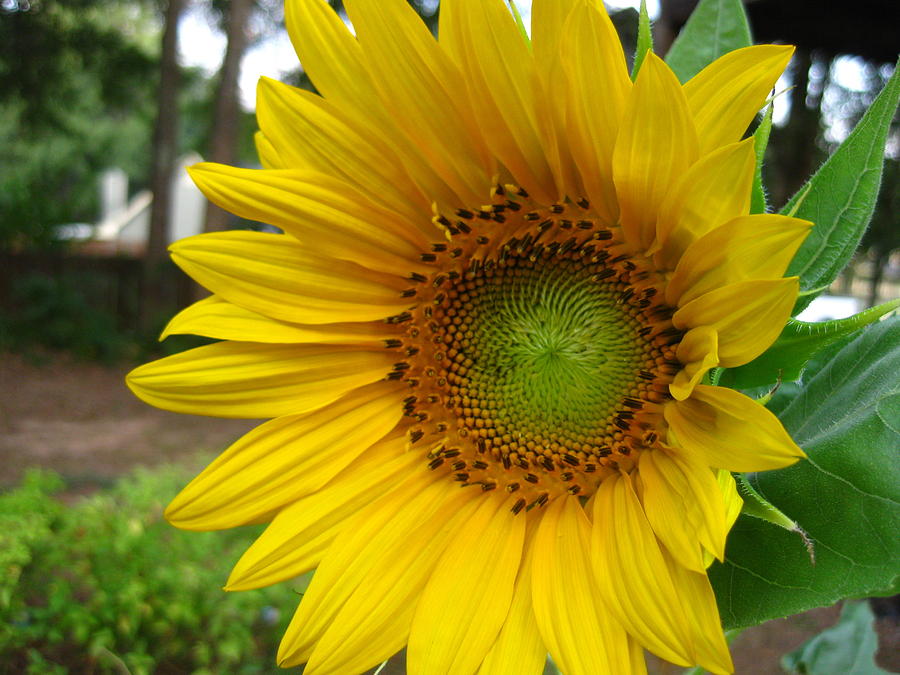 Happy sunflower Photograph by Saralyn Webster - Fine Art America