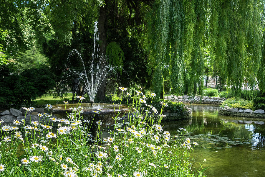Happy Sunny Daisies - Summertime Biophilic Fountain Photograph by Georgia Mizuleva