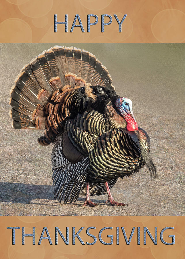 Happy Thanksgiving Greeting Card #1 Photograph by Patti Deters