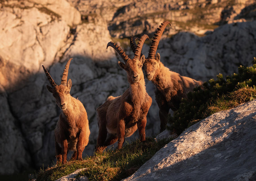 Wildlife Photograph - Happy Trio by Ales Krivec