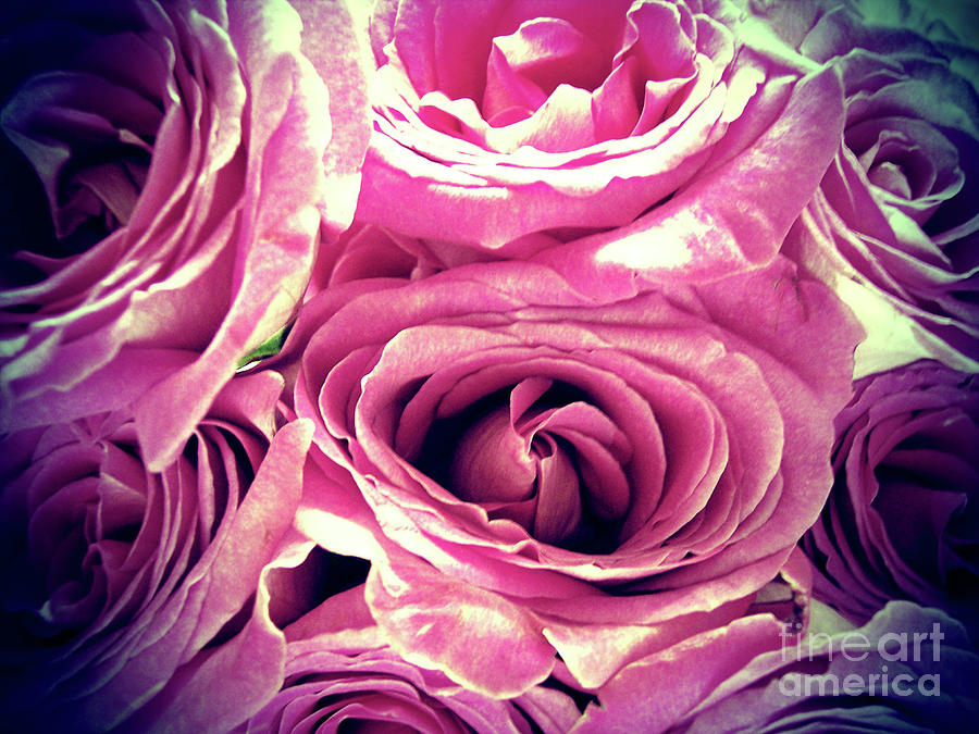 Rose Photograph - Happy Valentines Day by Kelly Council Rose Photograph - Happy Valentines Day by Kelly Council