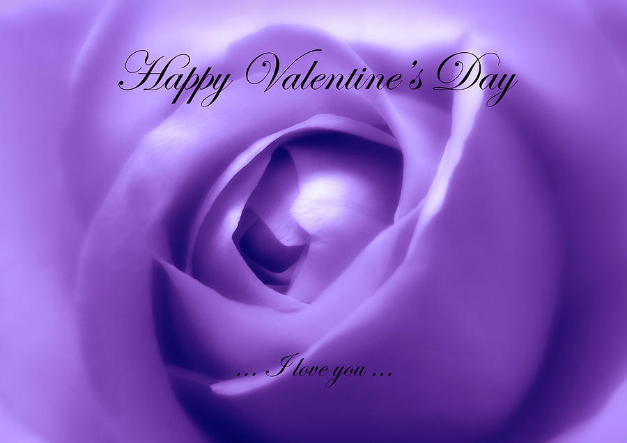 purple valentines day rose in glass