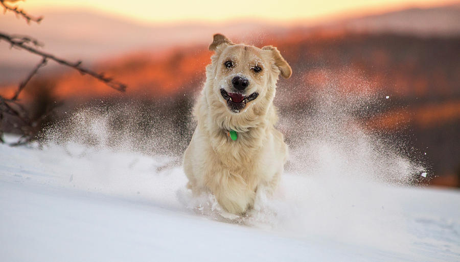 Happy Photograph - Happy Winter Golden #2 by Chris Whiton Happy Photograph - Happy Winter Golden #2 by Chris Whiton