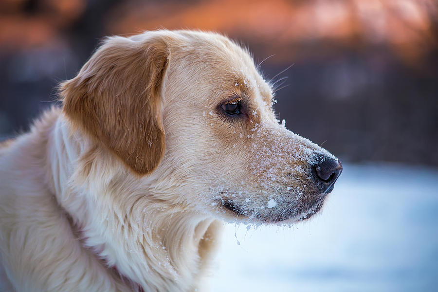 Happy Photograph - Happy Winter Golden #3 by Chris Whiton Happy Photograph - Happy Winter Golden #3 by Chris Whiton