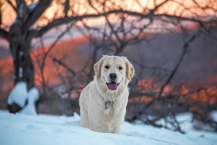 Happy Winter Golden #4 Photograph by White Mountain Images