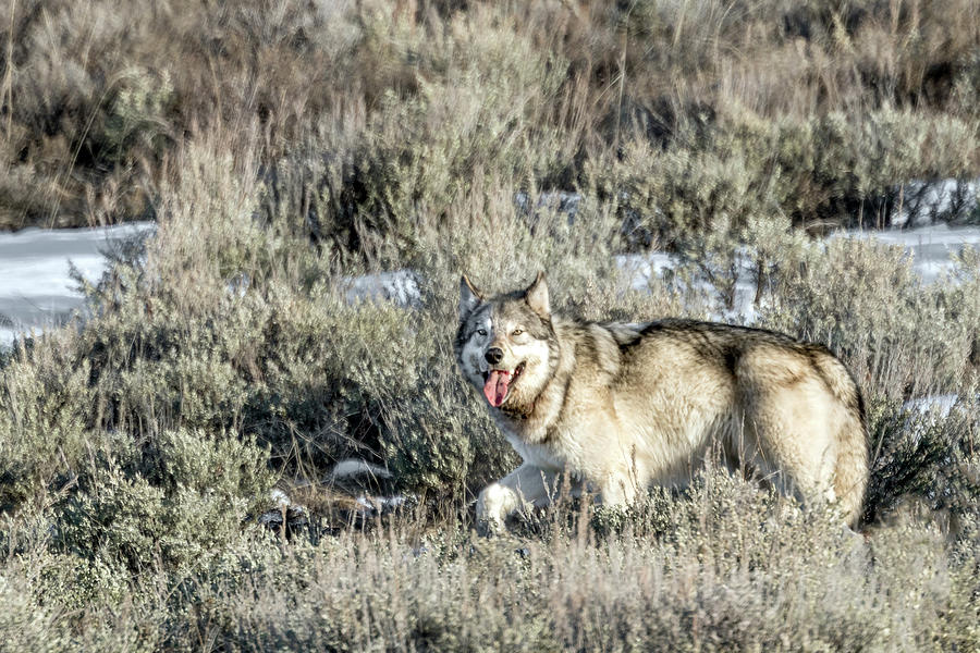Happy Wolf Photograph by Ronnie And Frances Howard