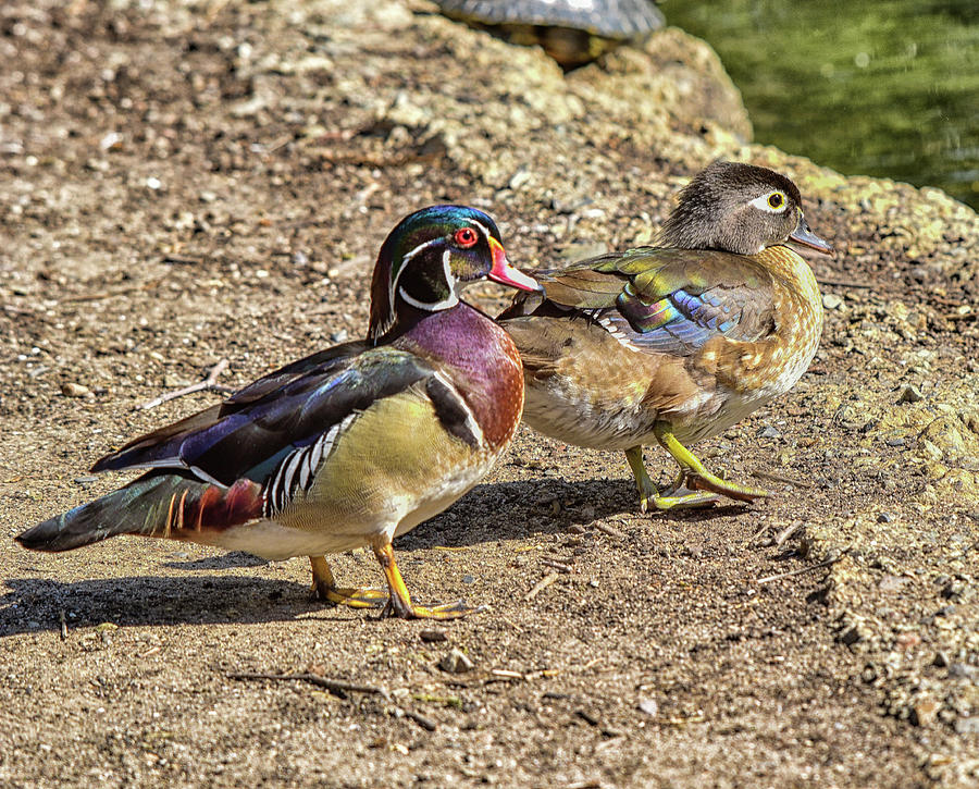 Happy Wood Duck Couple Photograph by Linda Brody