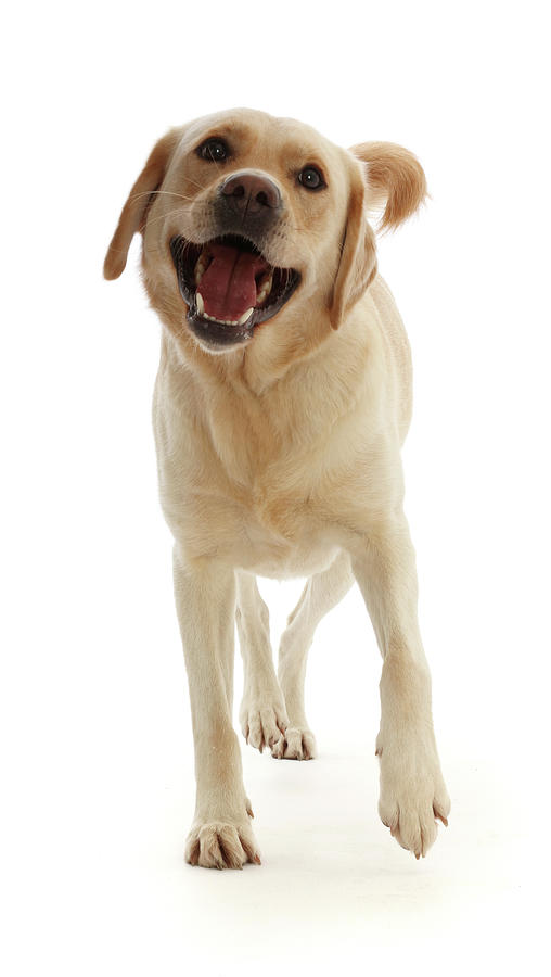 Happy Yellow Goldidor Retriever Dog Photograph by Mark Taylor