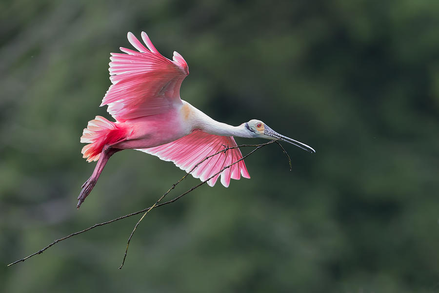 Spoonbill Photograph - Happyly Returns To Home. by Cheng Chang