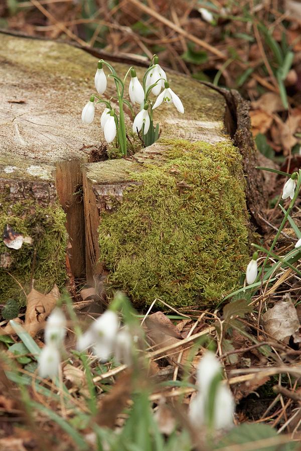 Harbingers Of Spring: Flowering Snowdrops Growing Through Mossy Tree Stump Photograph by Heidi Frhlich