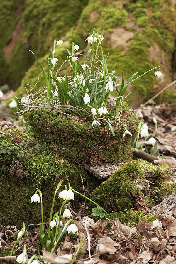 Harbingers Of Spring: Snowdrops And Spring Snowflake On Mossy Tree Stump Photograph by Heidi Frhlich