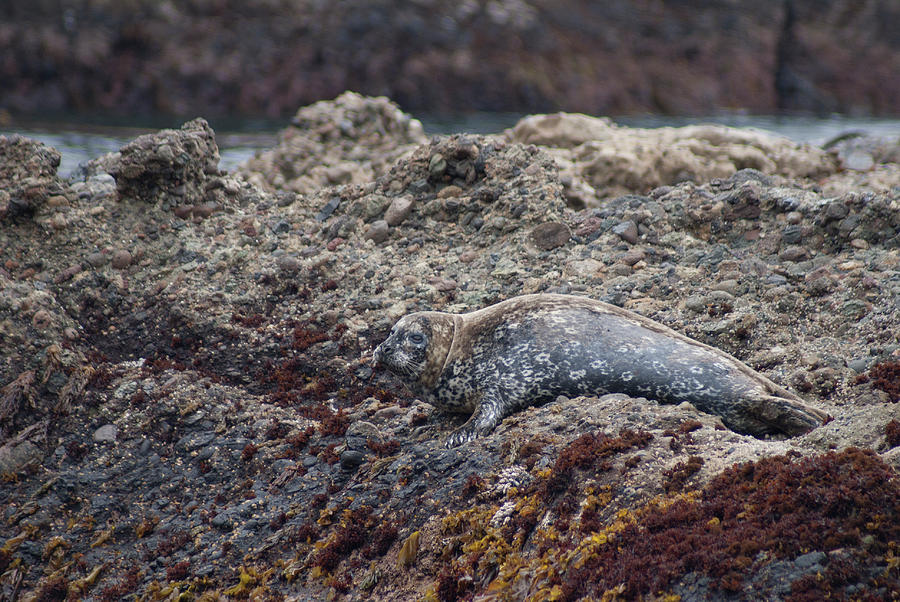 Harbor Seal Photograph by Donald Pash