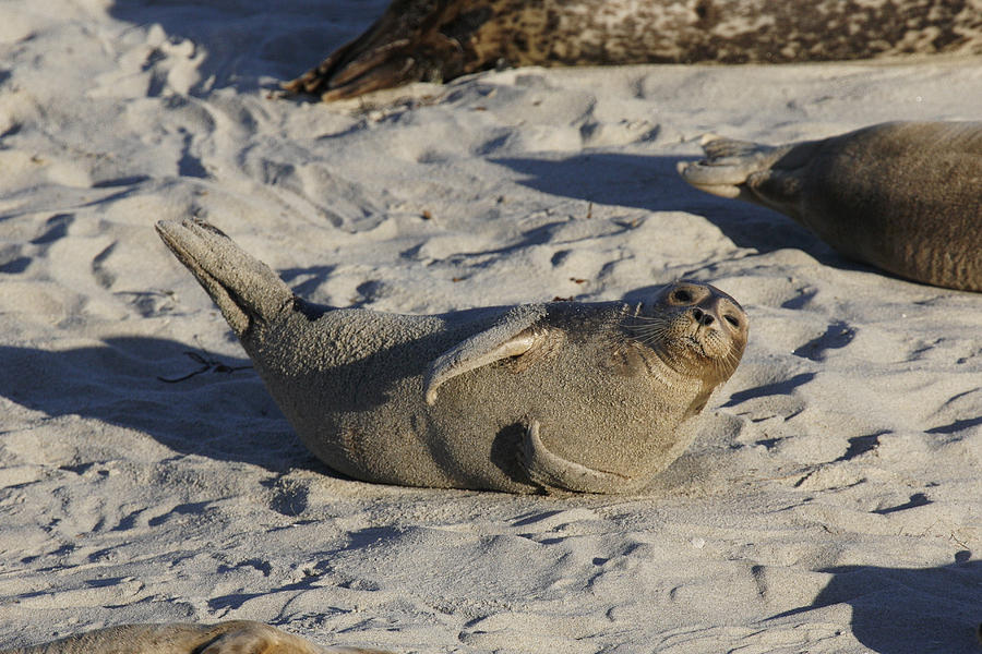 Harbor Seal Enjoying The Sunlight Photograph by James Zipp