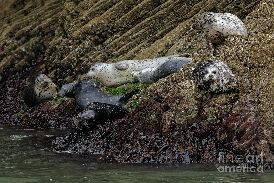 Harbor Seal Gang Photograph by Natural Focal Point Photography