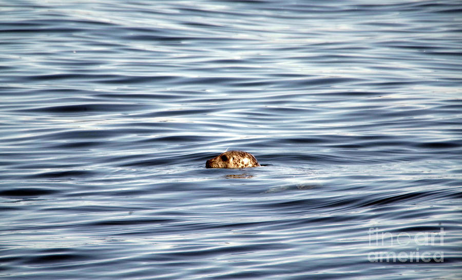 Harbor Seal In The Water Photograph