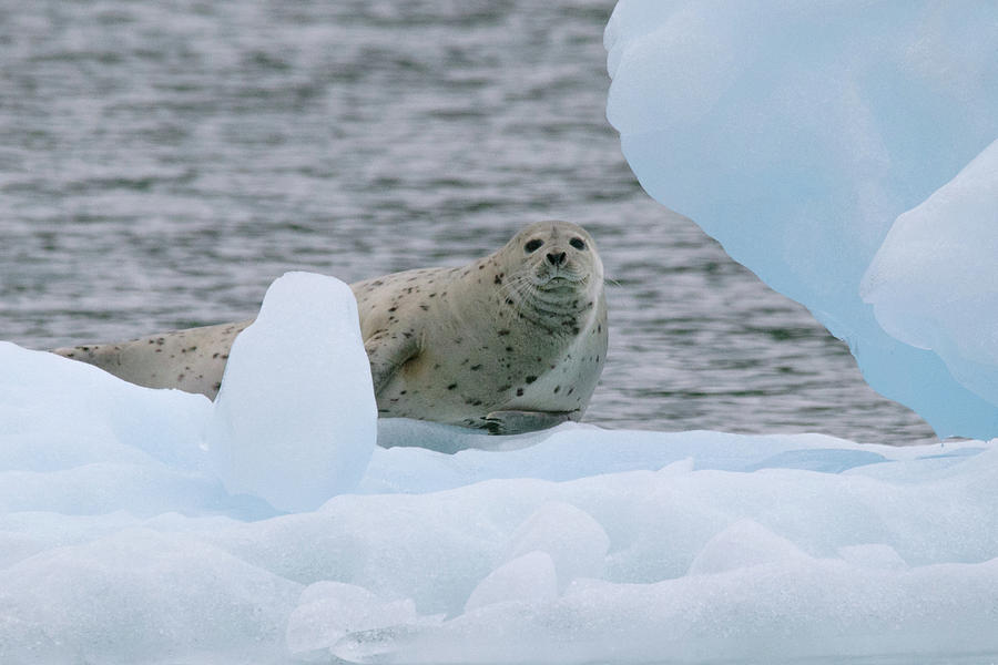 Harbor Seal On Ice Photograph By Stephanie Jurries - Fine Art America