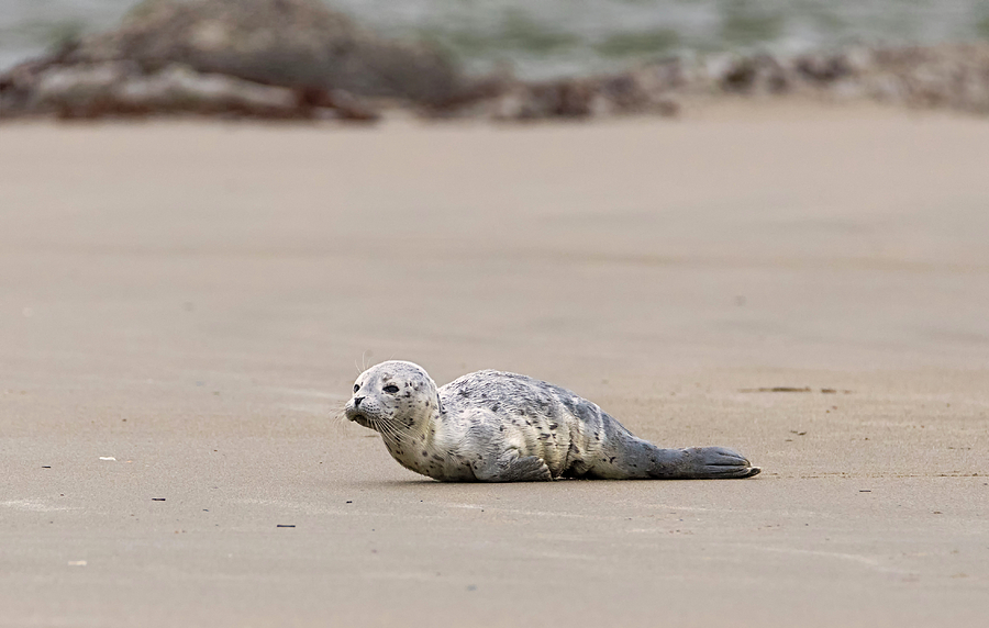 Harbor Seal Pup Photograph by Loree Johnson
