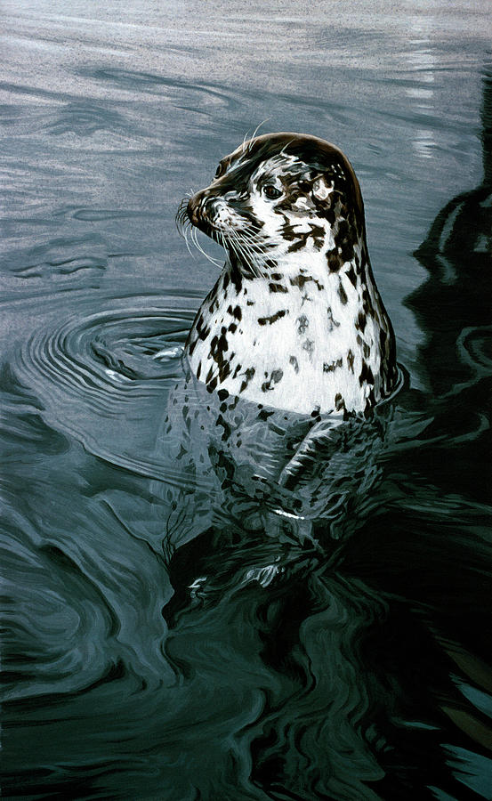 Seals Painting - Harbor Seal by Ron Parker