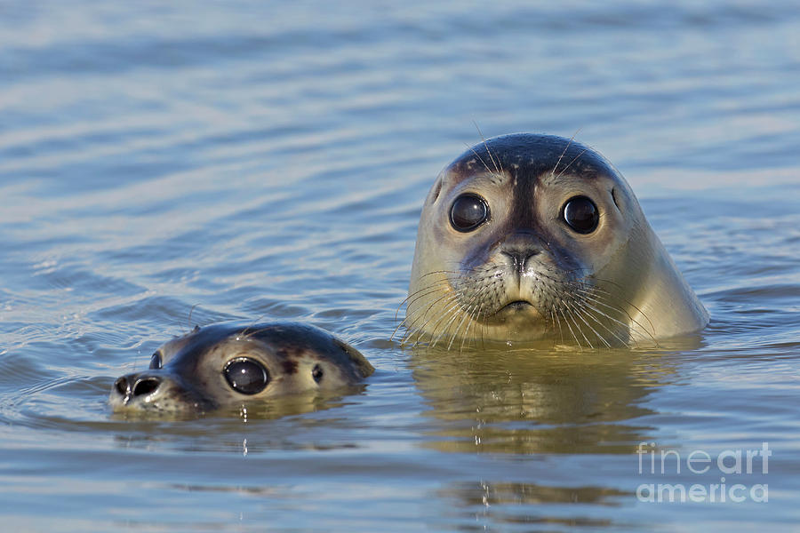 Harbor Seals Photograph by Arterra Picture Library